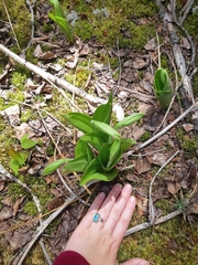 Cypripedium acaule image