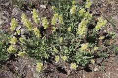 Salvia absconditiflora