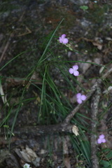 Callisia graminea