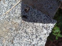 Heliotaurus ruficollis