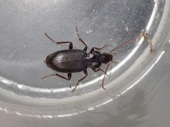 Synuchus dubius