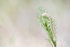 Cucullia chamomillae