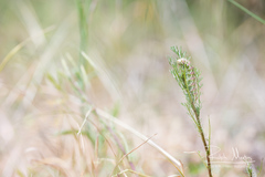 Cucullia chamomillae