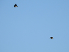 Corvus cornix