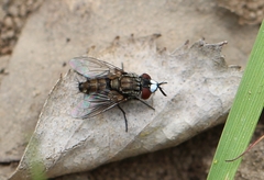 Metopia argyrocephala