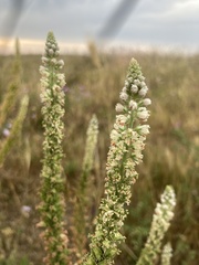 Reseda alba