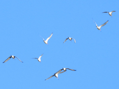 Limosa limosa