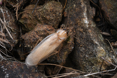 Parcoblatta americana