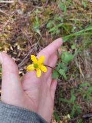 Ranunculus glaberrimus