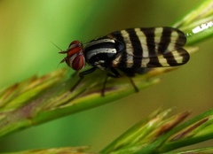 Pterotaenia fasciata