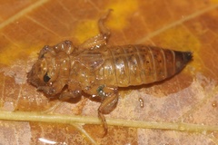 Anisogomphus ceylonicus