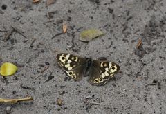 Pararge aegeria tircis