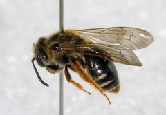 Andrena hippotes