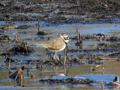 Charadrius dubius