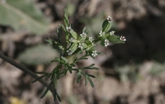 Ammoselinum popei