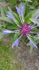 Centaurea fuscomarginata