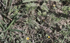 Ammoselinum popei