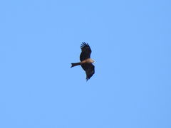 Milvus migrans