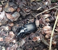 Pterostichus madidus