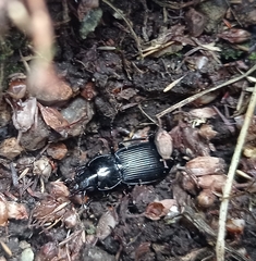 Pterostichus madidus