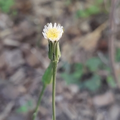 Hypochaeris