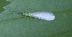 Alloperlini