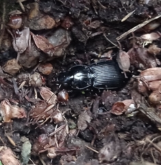 Pterostichus madidus