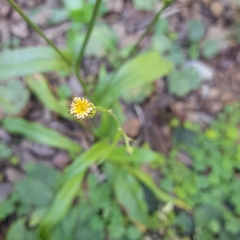 Hypochaeris