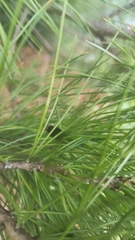 Acantholyda erythrocephala