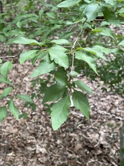Crataegus opaca