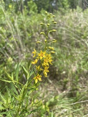 Lysimachia terrestris