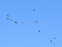Vanellus vanellus