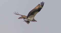 Pandion haliaetus
