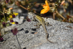 Stenocercus ornatissimus