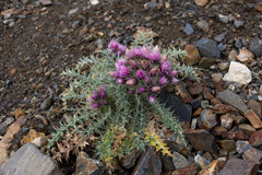 Carduus carlinoides