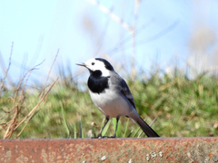 Motacilla alba