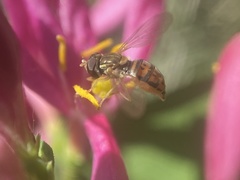 Toxomerus marginatus