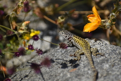 Stenocercus ornatissimus
