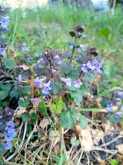 Glechoma hederacea