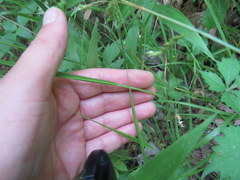 Carex oxylepis