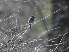 Passer montanus