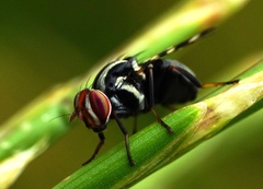 Pterotaenia fasciata
