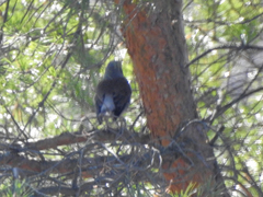 Turdus pilaris