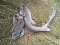 Mustelus mustelus