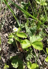 Fragaria vesca
