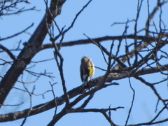 Carduelis carduelis