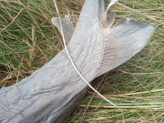 Mustelus mustelus