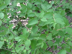 Philadelphus hirsutus