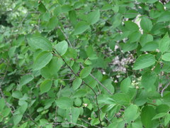 Philadelphus hirsutus