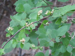 Philadelphus hirsutus